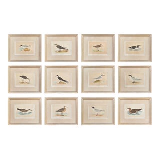 19th Century English Bird Engravings by Alexander Francis Lydon, Set 12 For Sale