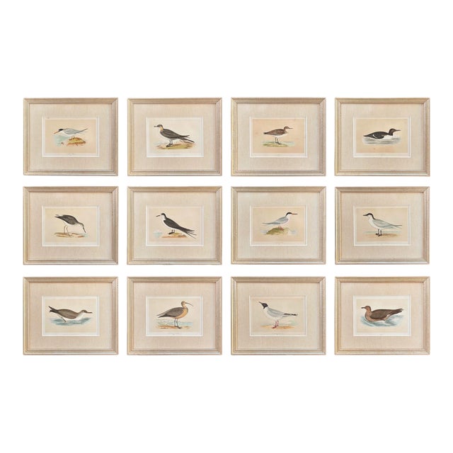 19th Century English Bird Engravings by Alexander Francis Lydon, Set 12 For Sale