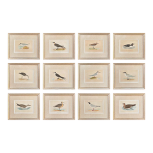 19th Century English Bird Engravings by Alexander Francis Lydon, Set 12