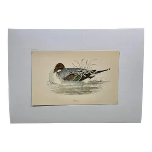 Antique Hand Tinted Bird Print From England Featuring a Pintail Duck - Circa 1888