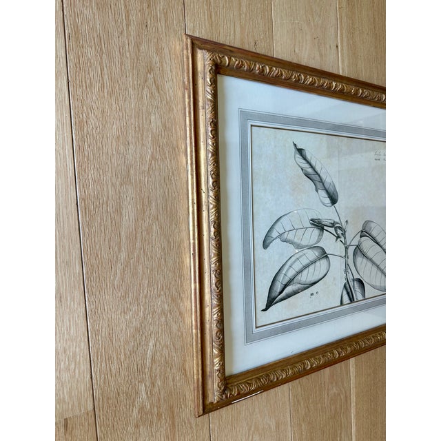 Dennis & Leen Botanical Print With Gilded Frame – DL-Art 35 For Sale - Image 4 of 10