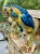 Ceramic Pair of Large 1980s Italian Hand Painted Porcelain Macaw Parrot Bird Sculptures For Sale - Image 7 of 12