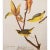 John James Audubon Kentucky Warbler After John J. Audubon, 1966 Cottage Print For Sale - Image 4 of 8
