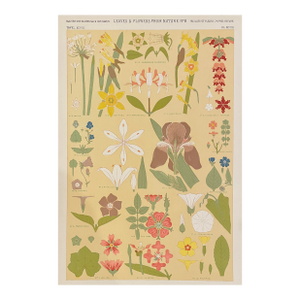 Leaves & Flowers From Nature Chromolithograph From Grammar of Ornament by Owen Jones