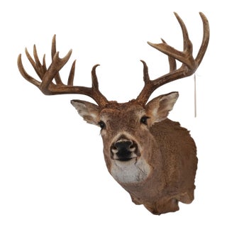 White Tail Deer Head & Shoulder Mount For Sale
