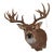 White Tail Deer Head & Shoulder Mount For Sale