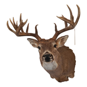 White Tail Deer Head & Shoulder Mount