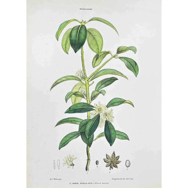 Lithograph hand watercolored. Plate from "Atlante di Botanica popolare ossia Illustrazione di Piante Notevoli di ogni...