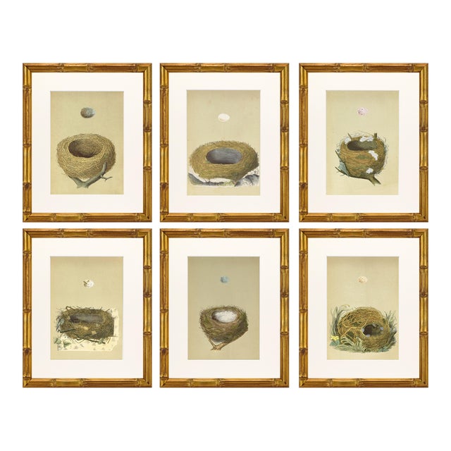 19th C. Francis Morris Bird Nest Woodblock Prints, c.1875 - Set of 6 For Sale