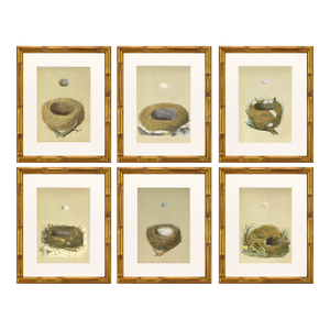 19th C. Francis Morris Bird Nest Woodblock Prints, c.1875 - Set of 6