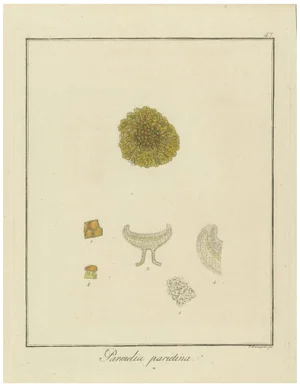 F. Guimpel, Parmelia Parietina, 1819, Paper