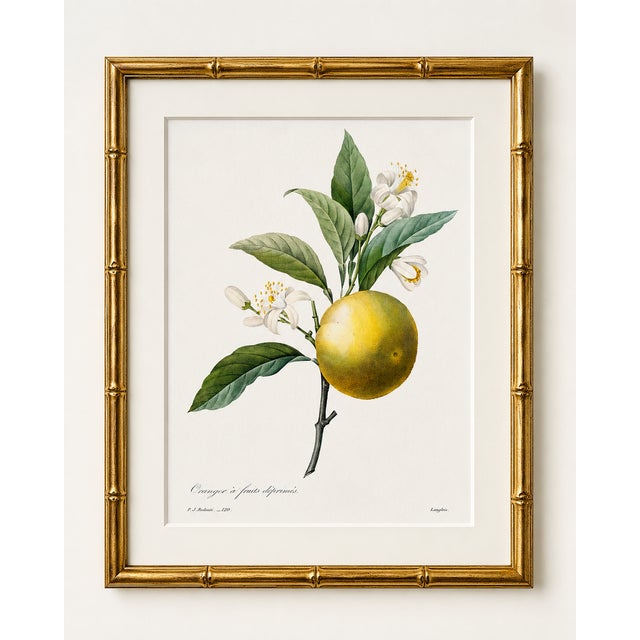 Paper Orange by Redouté, Vintage Botanical Art Print, 16" X 20" For Sale - Image 7 of 9