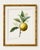 Paper Orange by Redouté, Vintage Botanical Art Print, 16" X 20" For Sale - Image 7 of 9