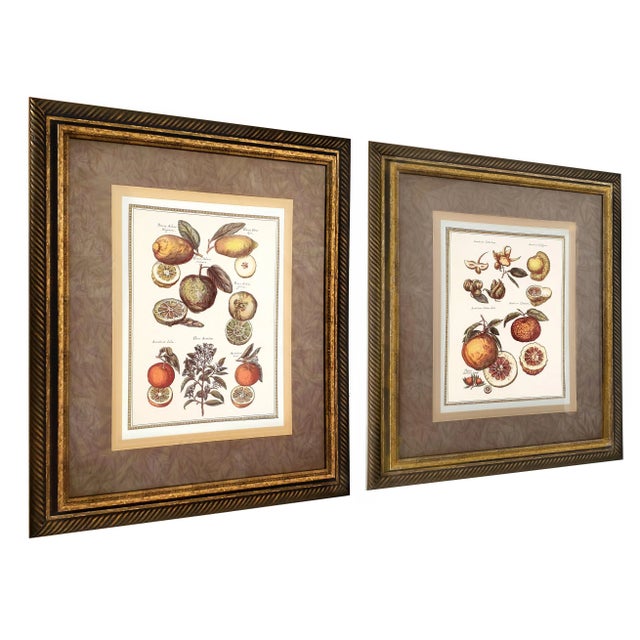 Illustration Prints Framed Botanical For Sale - Image 3 of 14