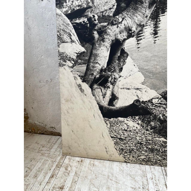 Black and White Tree Photograph in Wood & Paper, 1970s For Sale - Image 18 of 18