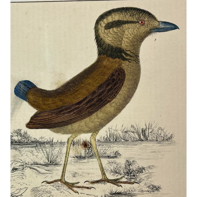 Antique Hand Colored Bird Print From England Featuring a Macklot’s Breve & Giant Breve Birds - Circa 1870 For Sale - Image 4 of 12