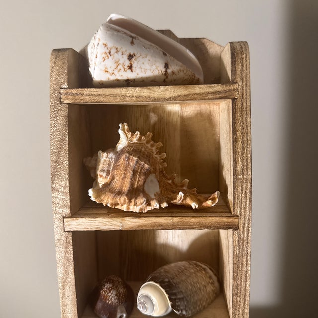 Shell Multi-Tier Stained Wood Shelf With Natural Conch and Murex Shells For Sale - Image 7 of 12