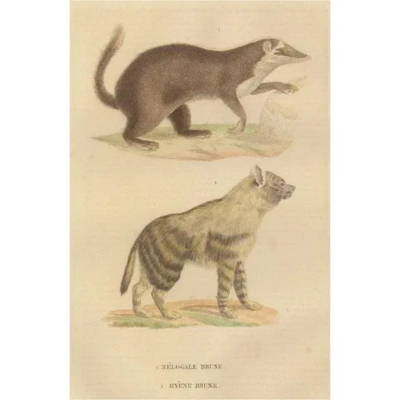 The Brown-Tailed Mongoose and the Brown Hyena, 1845, Paper For Sale - Image 6 of 6