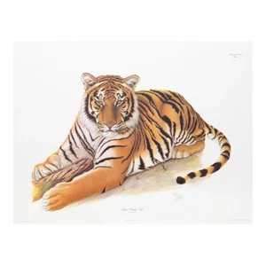 Bengal Tiger, Sean Bollar Lithograph, Signed in Pencil