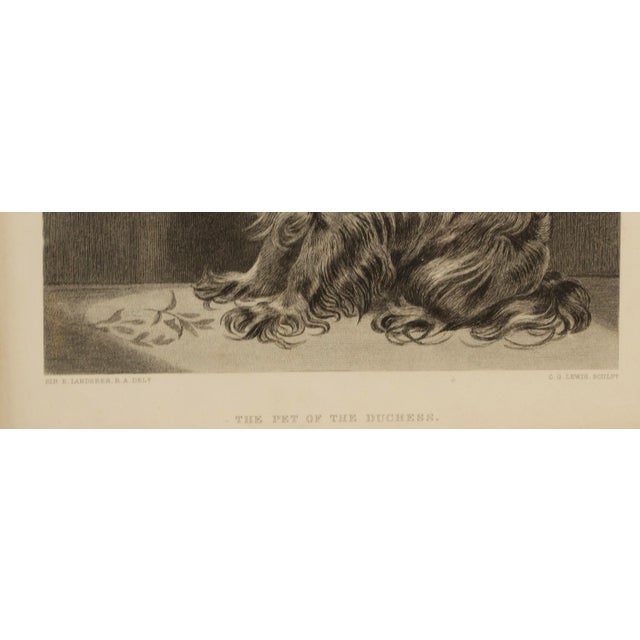 Sir Edwin Henry Landseer 19th-Century Engraving After Sir Edwin Landseer, the Pet of the Duchess For Sale - Image 4 of 5