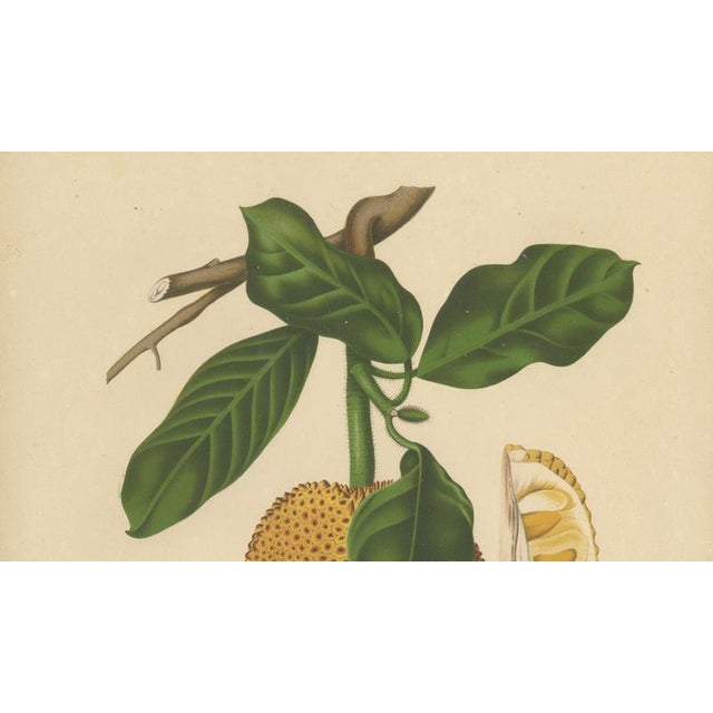 Hoola van Nooten, Jackfruit, 1880, Chromolithograph For Sale - Image 5 of 9