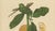 Hoola van Nooten, Jackfruit, 1880, Chromolithograph For Sale - Image 5 of 9