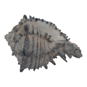 Vintage Spiny Murex Seashell – Textured Natural Decor Specimen