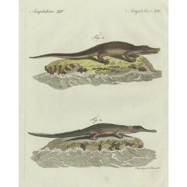 Copper Bertuch, American Crocodile and Gharial, 1802, Engraving For Sale - Image 8 of 10
