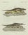 Copper Bertuch, American Crocodile and Gharial, 1802, Engraving For Sale - Image 8 of 10