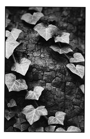 Paul Cooklin, Ivy, Silver Gelatin Photograph, Limited Edition of 10