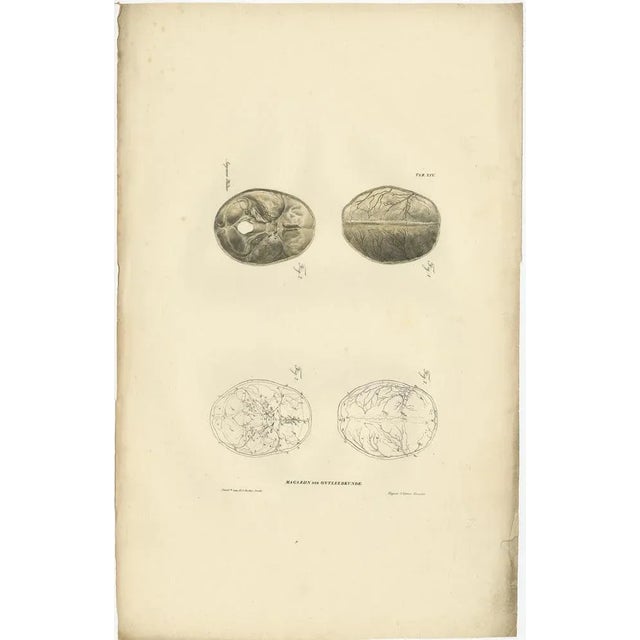 Anatomy Illustrations of Osteology, 1839, Prints, Set of 12 For Sale - Image 8 of 14