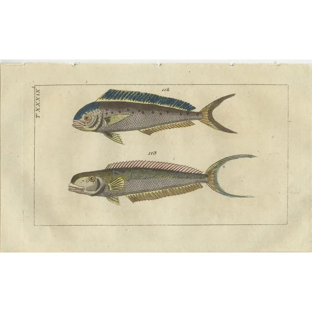 Fish Prints, 1832, Paper, Set of 2 For Sale - Image 3 of 6