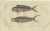 Fish Prints, 1832, Paper, Set of 2 For Sale - Image 3 of 6