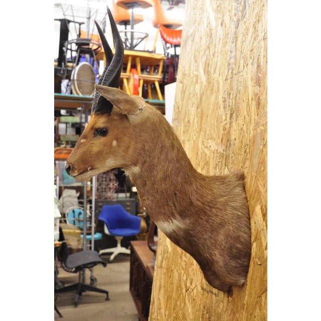 Vintage African Cape Bushbuck Taxidermy Shoulder Mount Cabin Wall Decor. Circa Mid 20th Century. Measurements (Overall):...