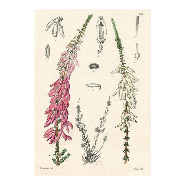 1920s, Valentine Heather Print, Plants of South Africa, Original Antique Botanical Print, Lithograph, South Africa For Sale