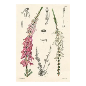 1920s, Valentine Heather Print, Plants of South Africa, Original Antique Botanical Print, Lithograph, South Africa