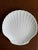 Contemporary Scallop Shell Shaped White Ceramic Plates— Set of Four For Sale - Image 4 of 18