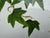 Vintage White Faux Wicker Green Ivy Vine Serving Tray For Sale - Image 17 of 18
