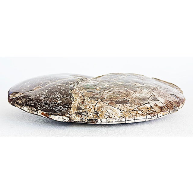 Very Large Prehistoric Ancient Ammonite Fossil Specimen For Sale - Image 4 of 7