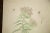 Original watercolor vintage late 1930's to early 1940's illustrating Pearly Everlasting (Anaphalis Margaretacea). This is...