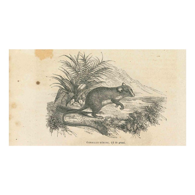 Paul Gervais, The Mouse, 1854, Lithograph For Sale