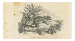 Paul Gervais, The Mouse, 1854, Lithograph