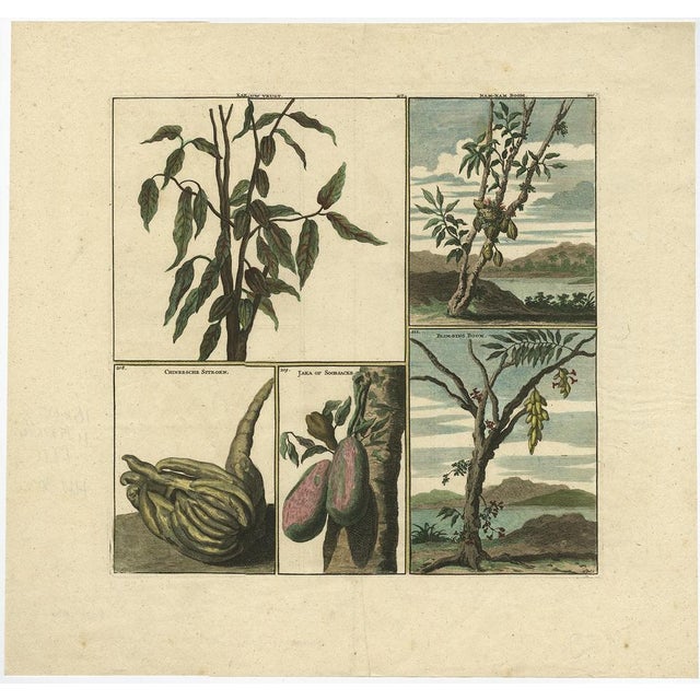 Antique print titled 'Kakauw Vrugt - Nam nam Boom - Chineesche Sitroen - Jaka of Soursacke - Blim bing Boom'. Original...