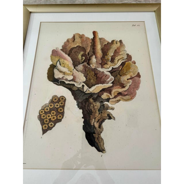 Nautical Coral Specimen Framed Print For Sale - Image 3 of 4
