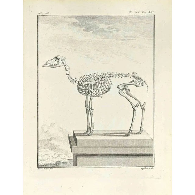 The Skeleton is an etching made by Antoine Defehrt in 1771. It belongs to the suite "Natural, general and particular...