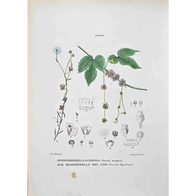 Vincenzo Tenore, The Cuscuteas, Lithograph, 1870s For Sale