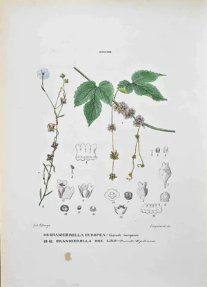 Vincenzo Tenore, The Cuscuteas, Lithograph, 1870s