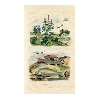 Mint and Fish, Antique Natural History Print, 1830s, France, Original Hand Colored Engraving For Sale