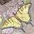 Late 20th Century Fred Edwards “Butterfly Bush” Hand-Colored Etching and Aquatint, 13/25 For Sale - Image 5 of 14
