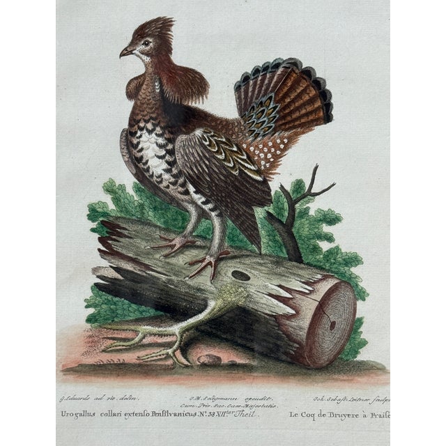 Figurative Rare 1749- 1776 Hand Colored Etching Pennsylvania Grouse by Michael Seligmann Ruffled Grouse For Sale - Image 3 of 8